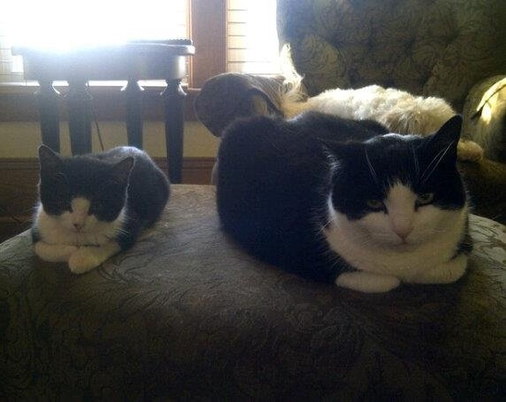 cat-life