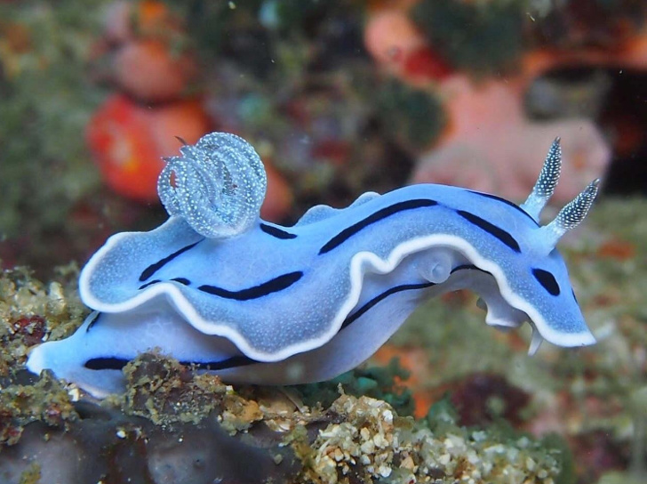 Chromodoris