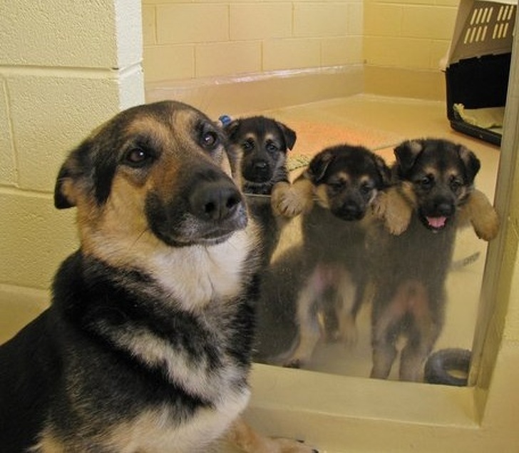 dog