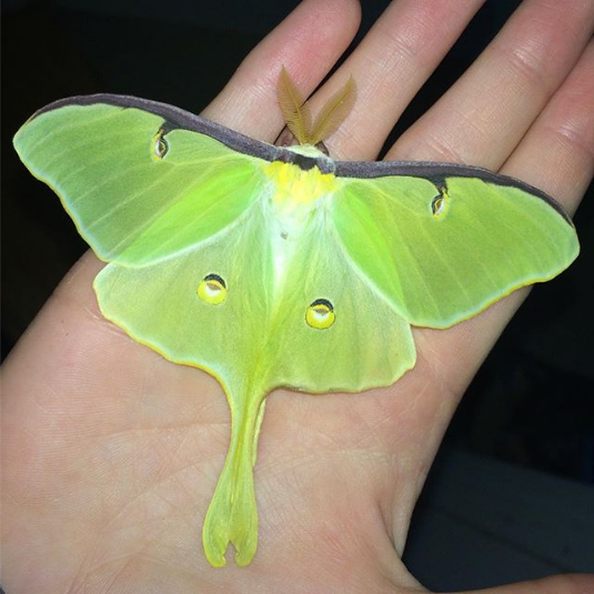 Luna moth