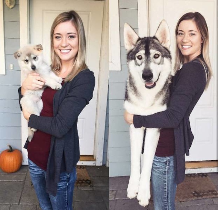 Malamutes