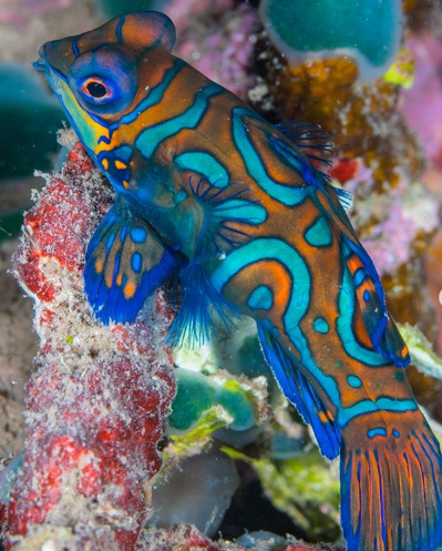 Mandarin fish