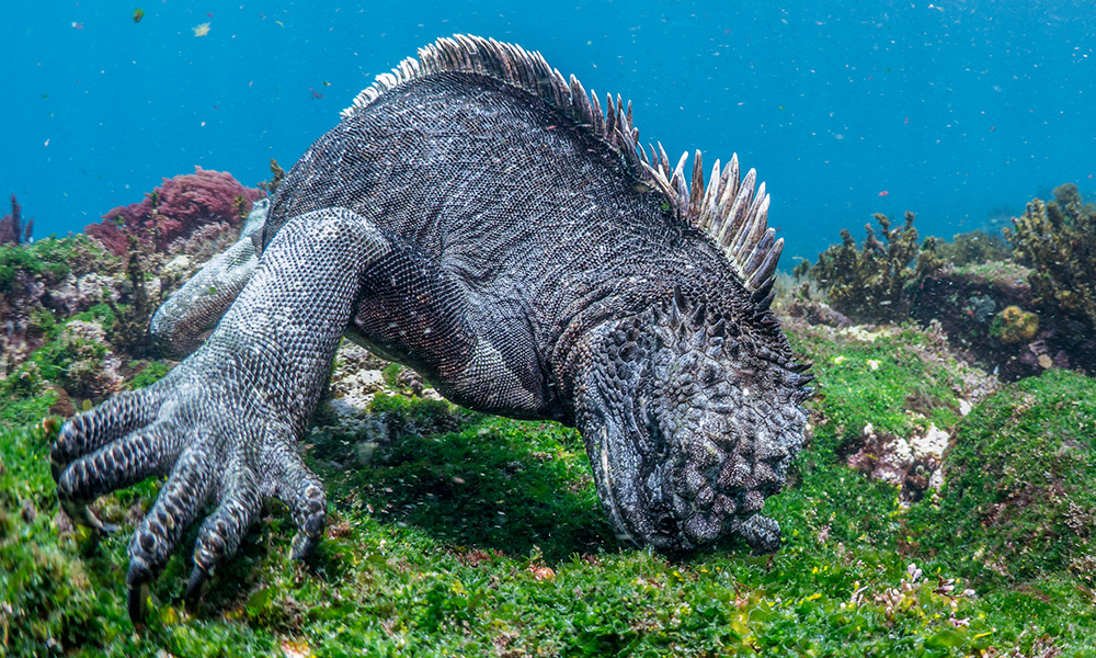 Marine Iguana
