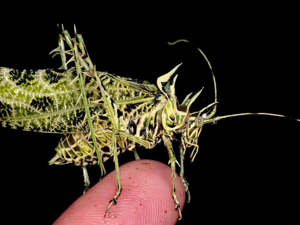 Markia hystrix lichen