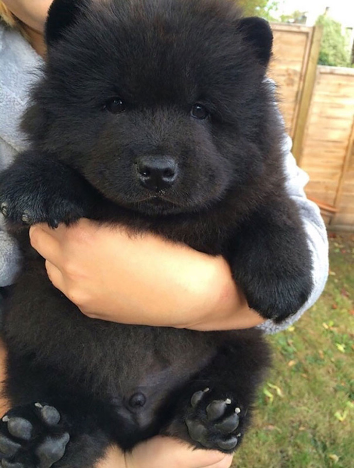 tiny bear