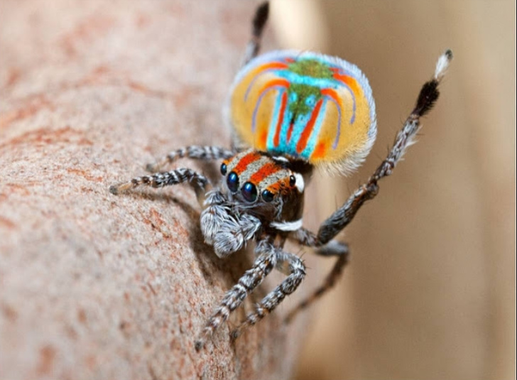 Peacock spider