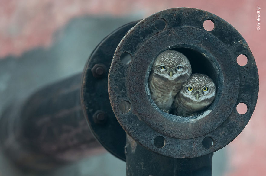 Pipe Owls