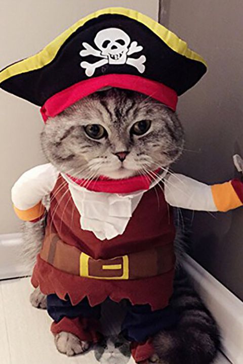 Pirate