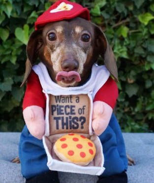 pizza dog toys