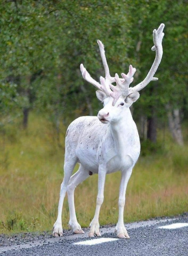 reindeer