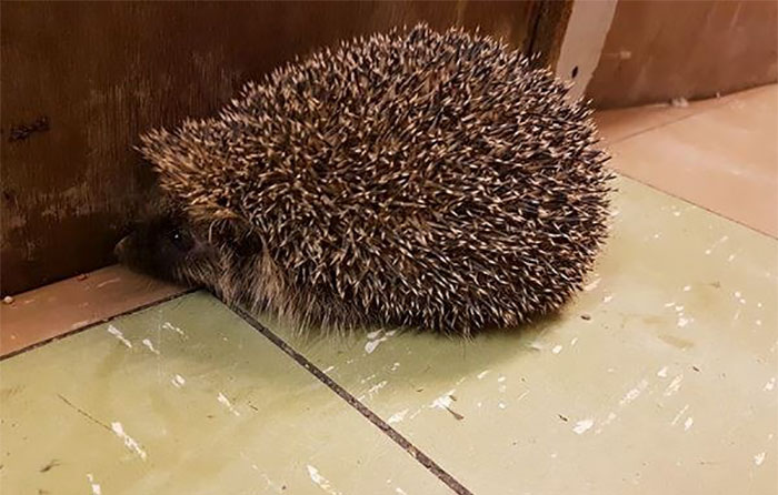 hedgehog rescue