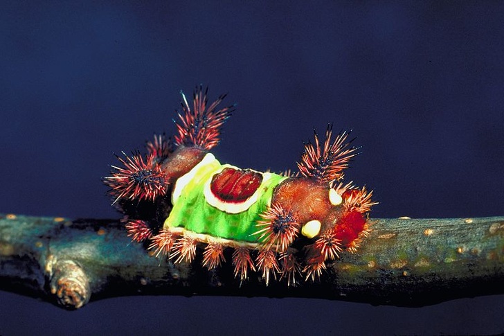 Saddleback caterpillar