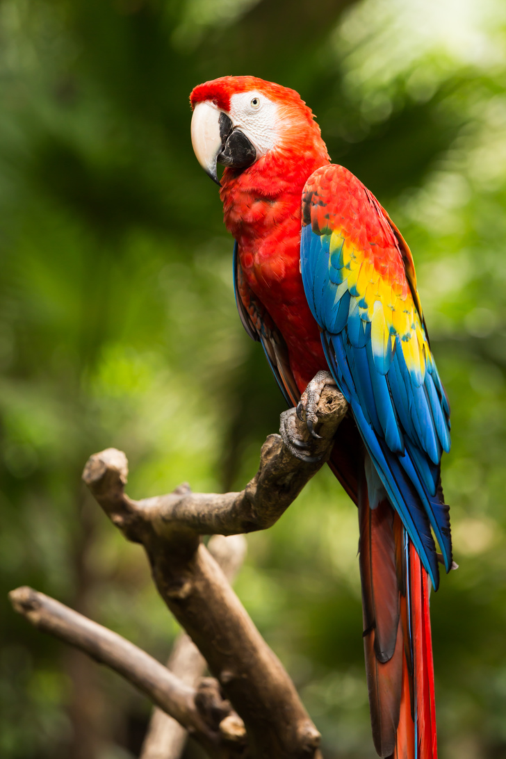 Scarlet Macaw