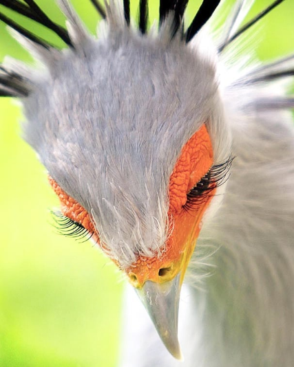 Secretary bird
