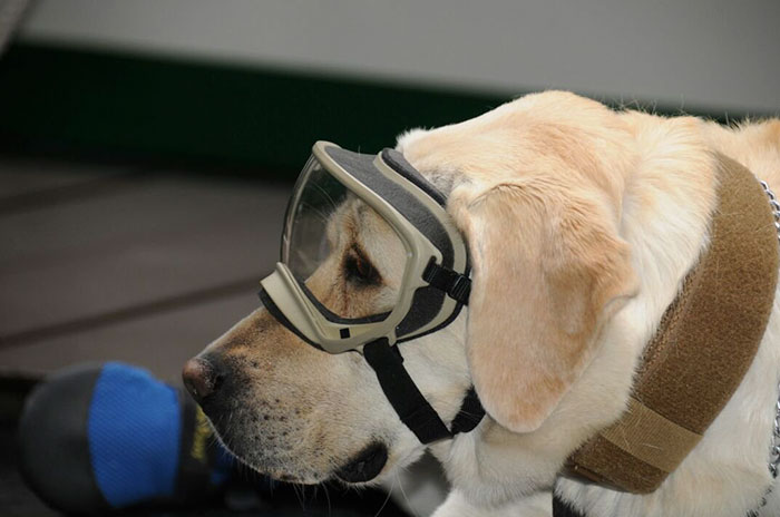 Labrador goggles
