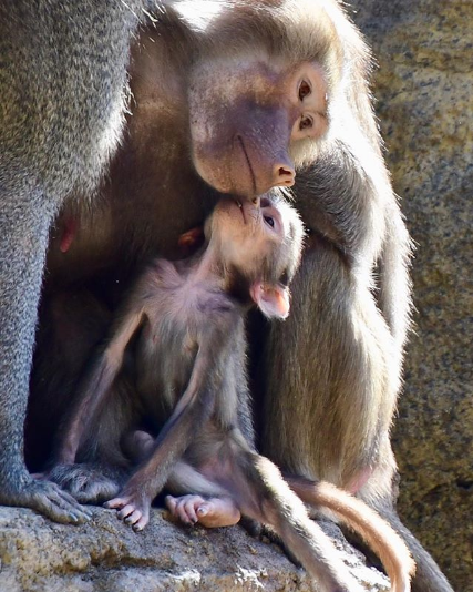 monkey
