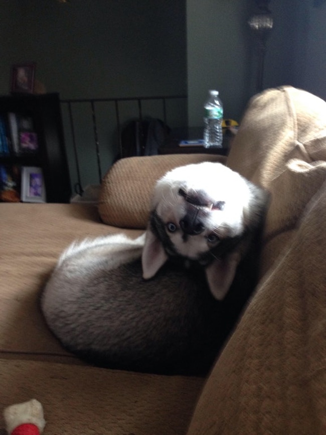 Demon