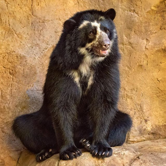 Spectacled bear