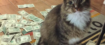 Rescue cat now steals money from strangers