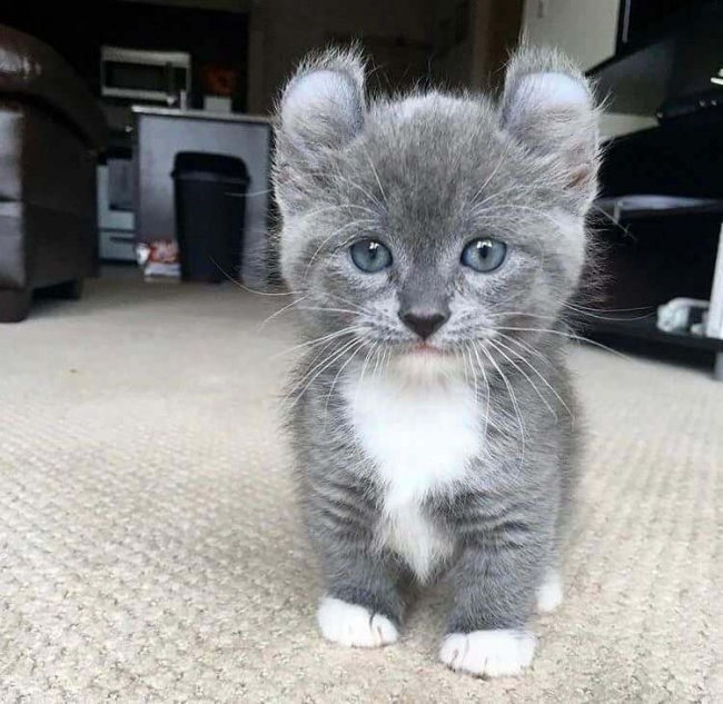 cute kitten