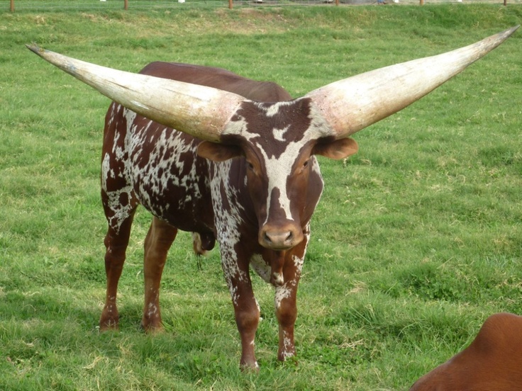 Ankole-Watusi