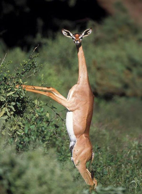 Gerenuk