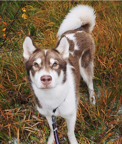 Greenland Dog