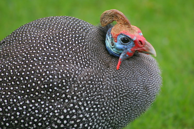 Guinea Fowl
