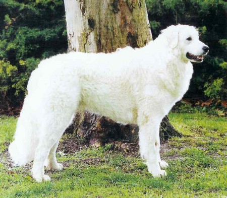 Kuvasz