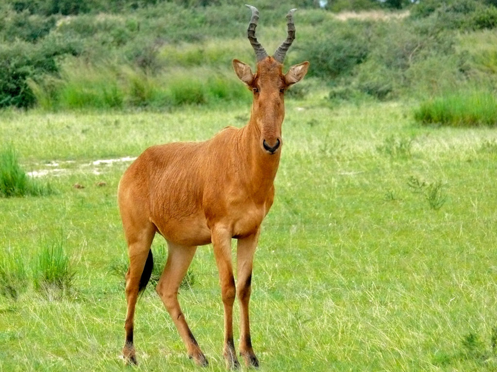 Lelwel Hartebeest