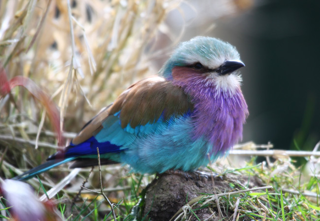 Lilac-Breasted Roller