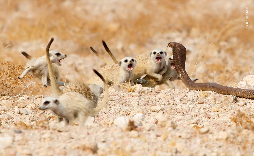 Meerkat Mob