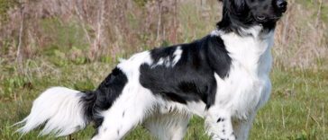 Rare Dog Breeds You Didn’t Even Knew Existed In World