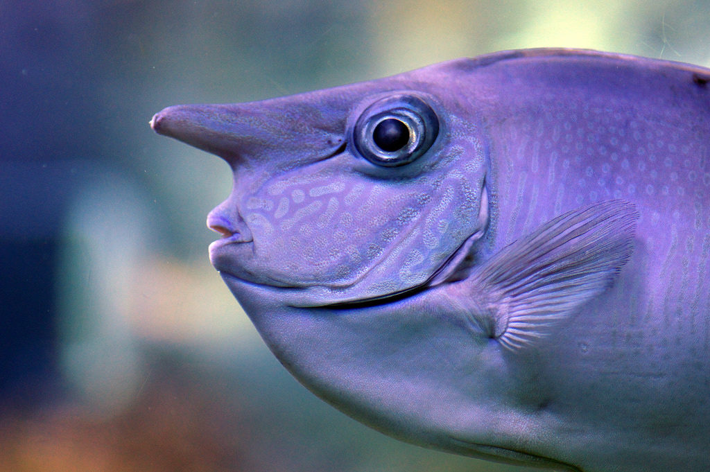Unicornfish