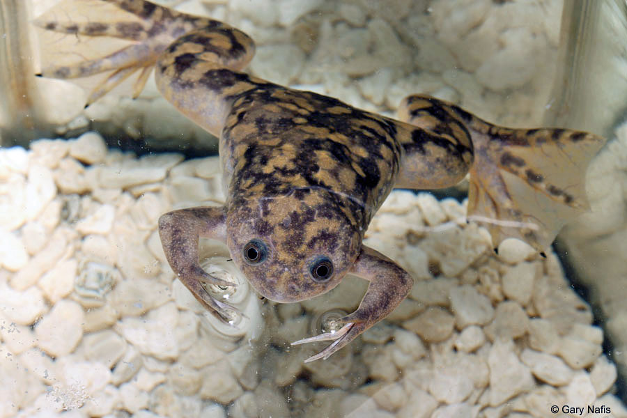 Xenopus