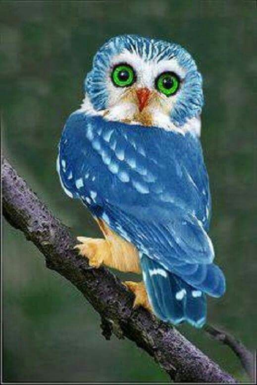 Blue Owl