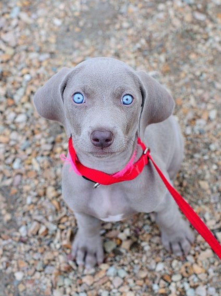 hypnotic eyes