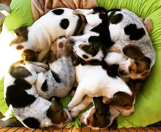 puppies