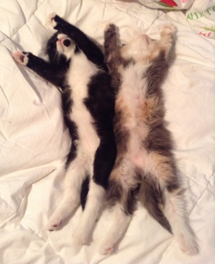 kittens