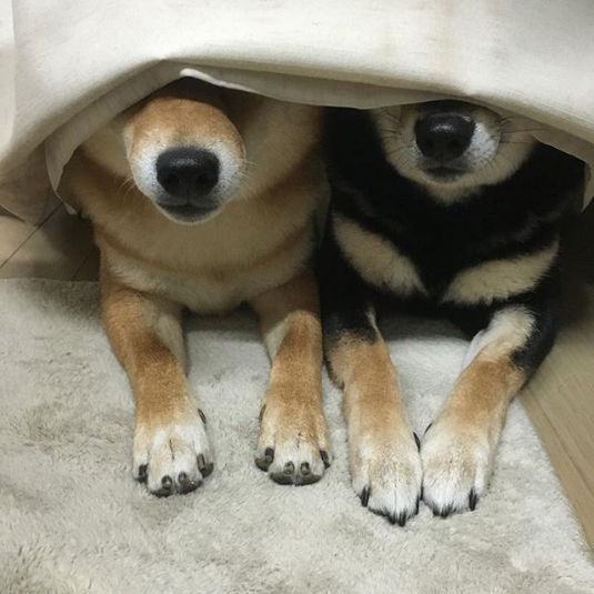 Hide & Seek