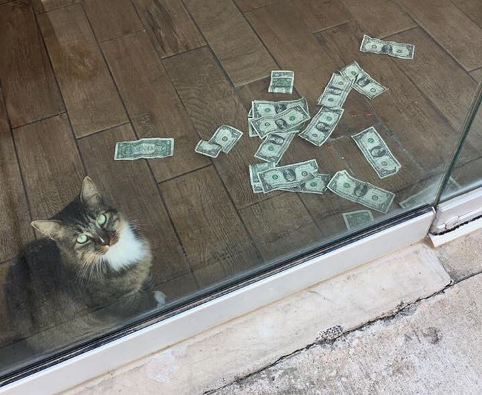 cat with dollar