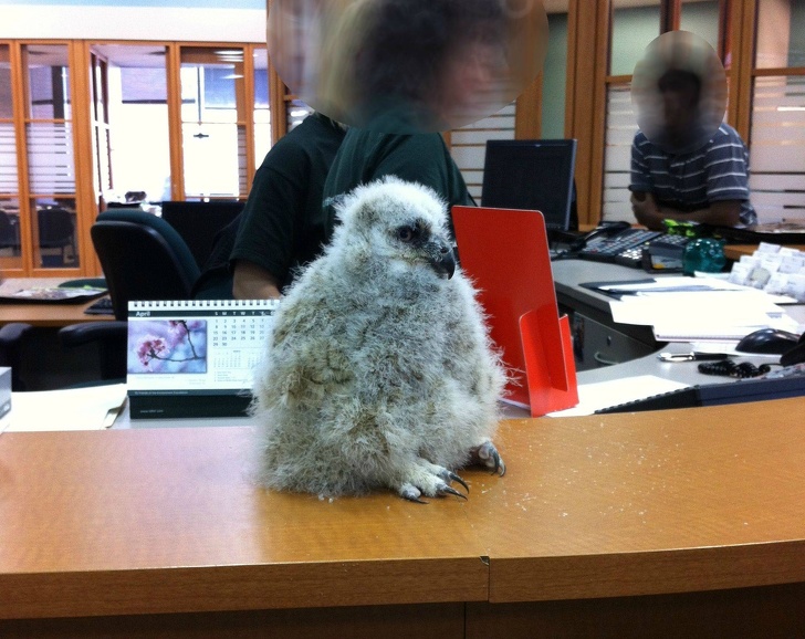 baby owl