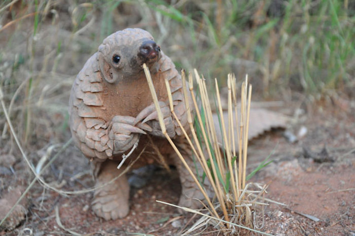 baby pangolin
