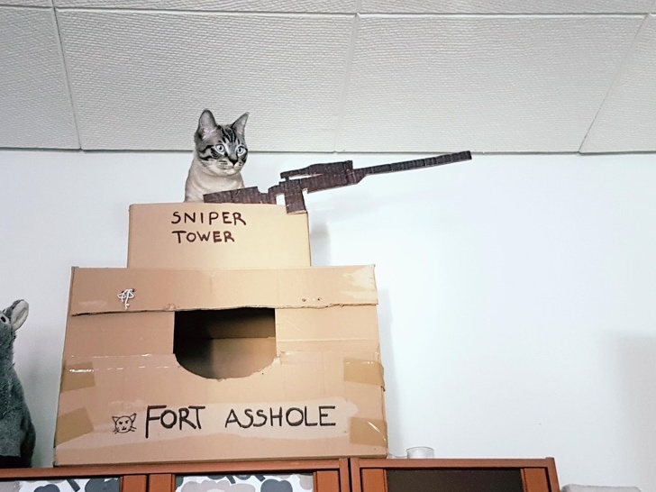 badass cat