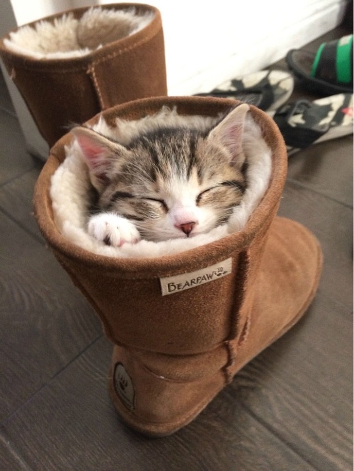 cutie pie