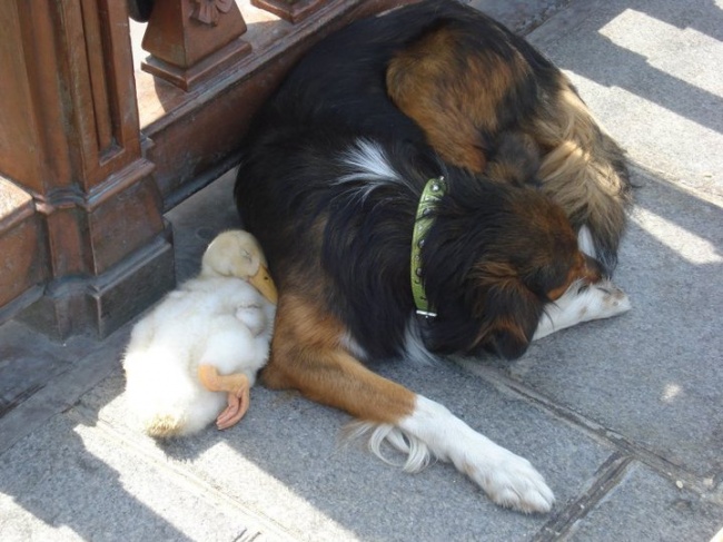 dog and duck