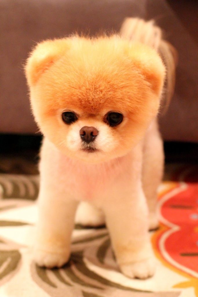 cute puppy