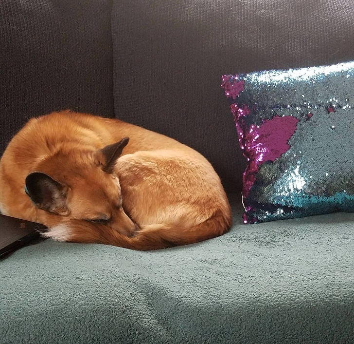 fox