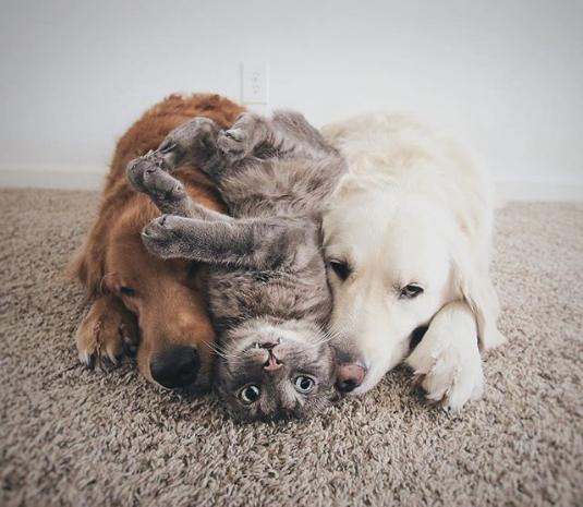 furry friends