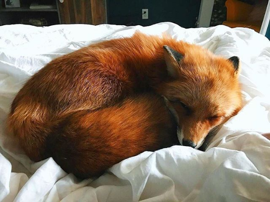 snuggly fox